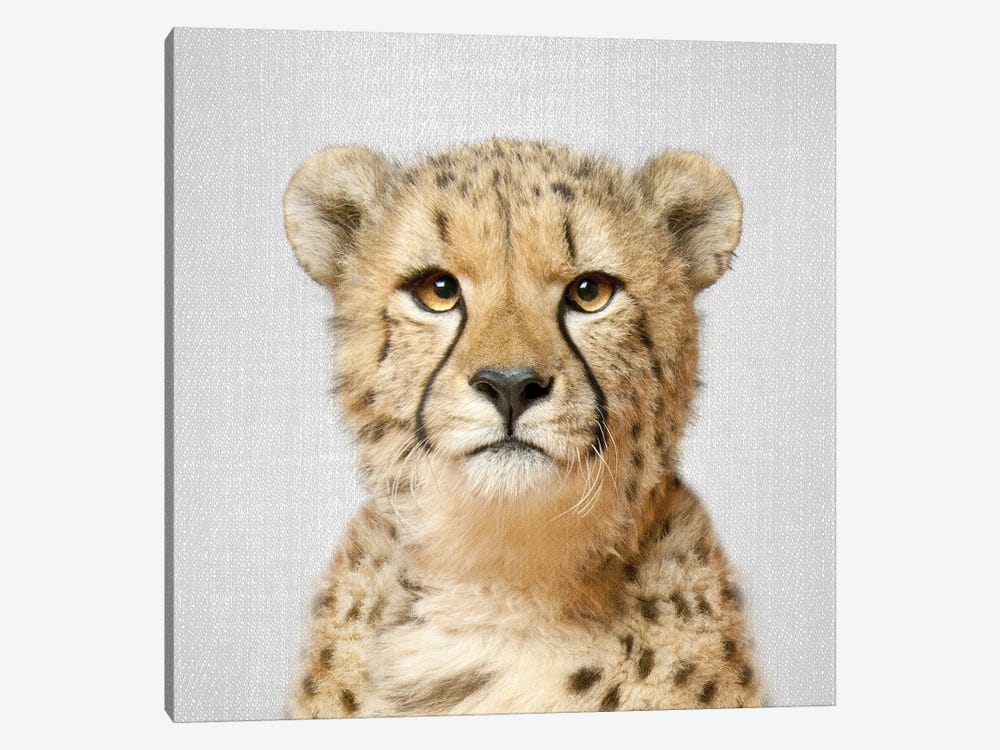 Cheetah by Gal Design 1-piece Art Print