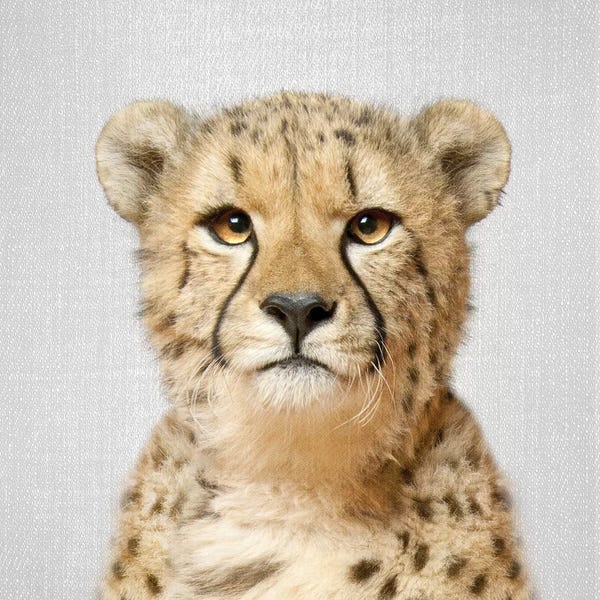 Cheetah