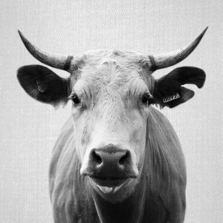 Cow In Black & White