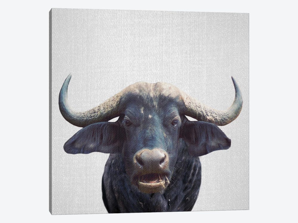 African Buffalo by Gal Design 1-piece Canvas Print