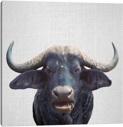 African Buffalo Canvas Art Print - Gal Design
