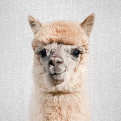 Alpaca by Gal Design framed wall art
