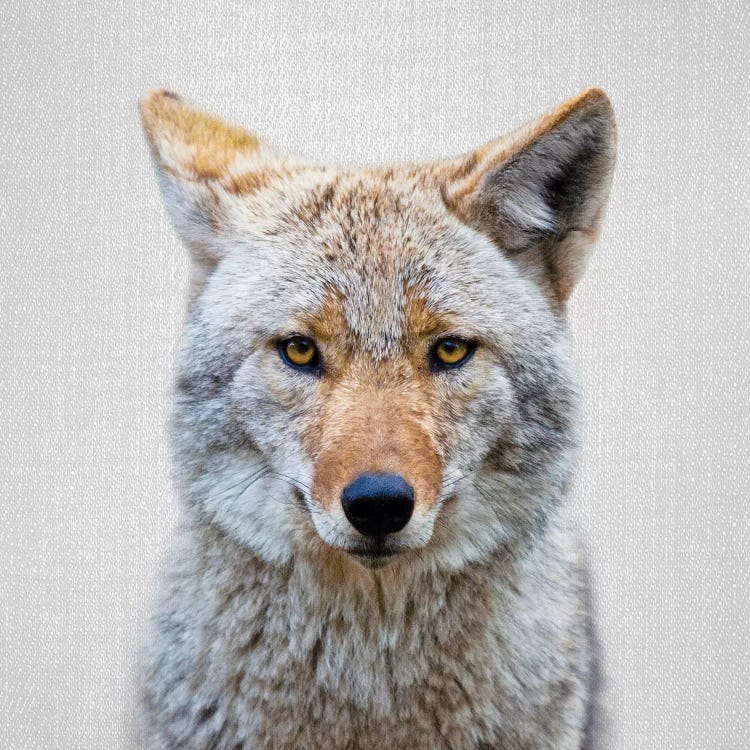 Coyote by Gal Design wall art