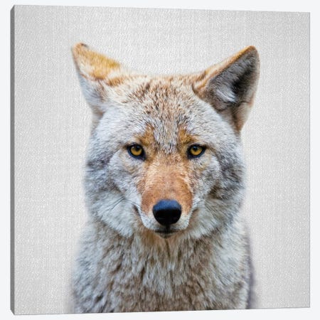 Coyote Canvas Print #GAD21} by Gal Design Canvas Wall Art