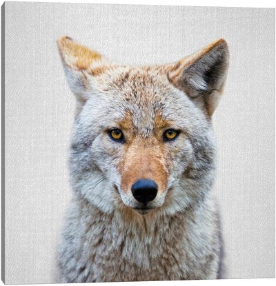 Coyote Canvas Art Print - Gal Design