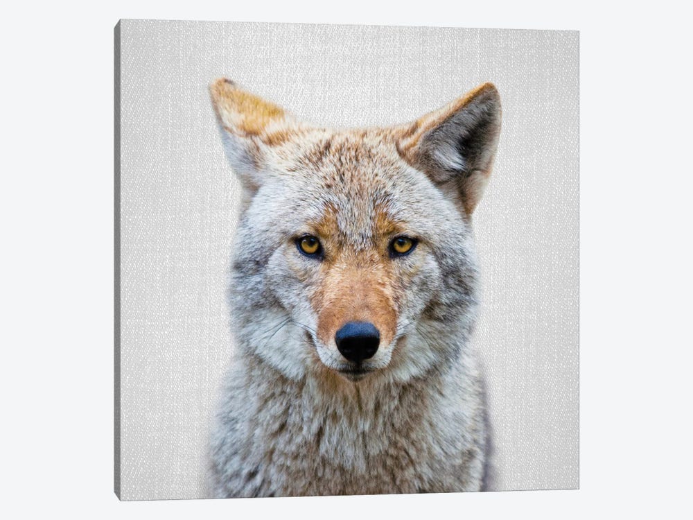 Coyote by Gal Design 1-piece Canvas Print