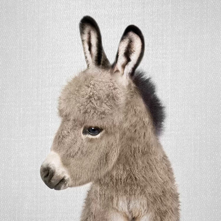 Donkey