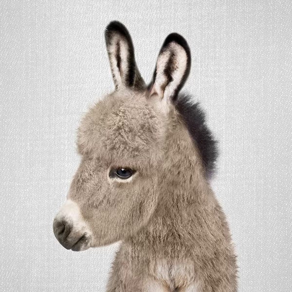Donkeys: Donkey by Gal Design