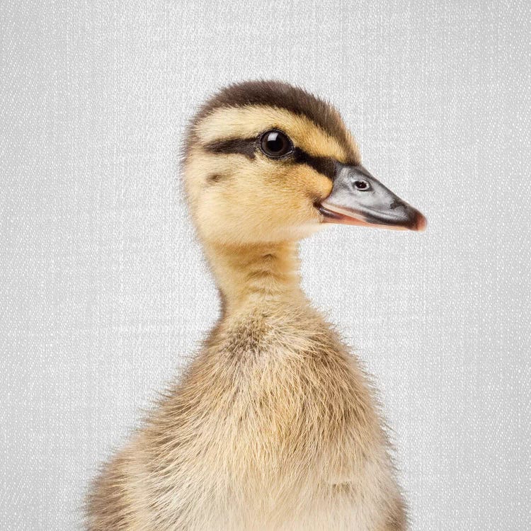 Duckling