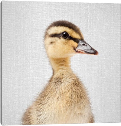 Duckling Canvas Art Print - Gal Design