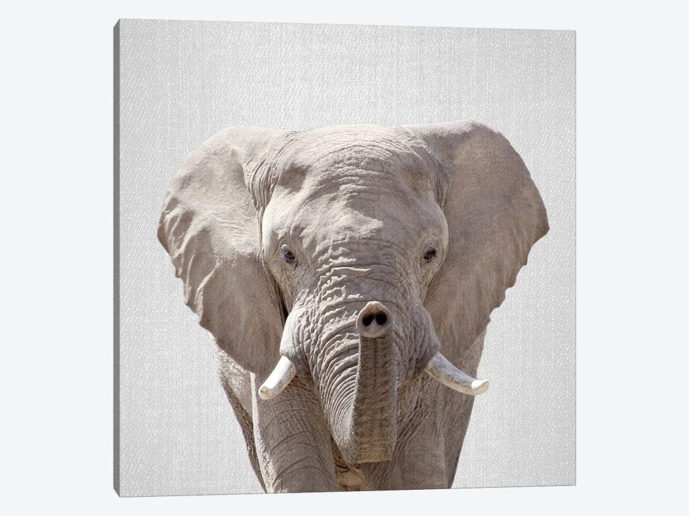 Elephant by Gal Design 1-piece Canvas Print