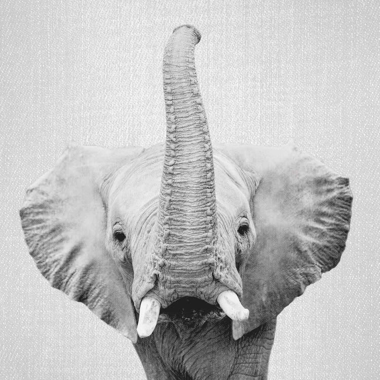 Elephant II In Black & White