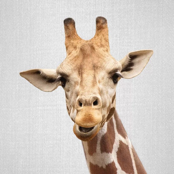 Giraffes: Giraffe II by Gal Design