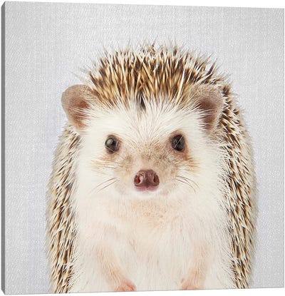 Hedgehog Canvas Art Print - Hedgehogs