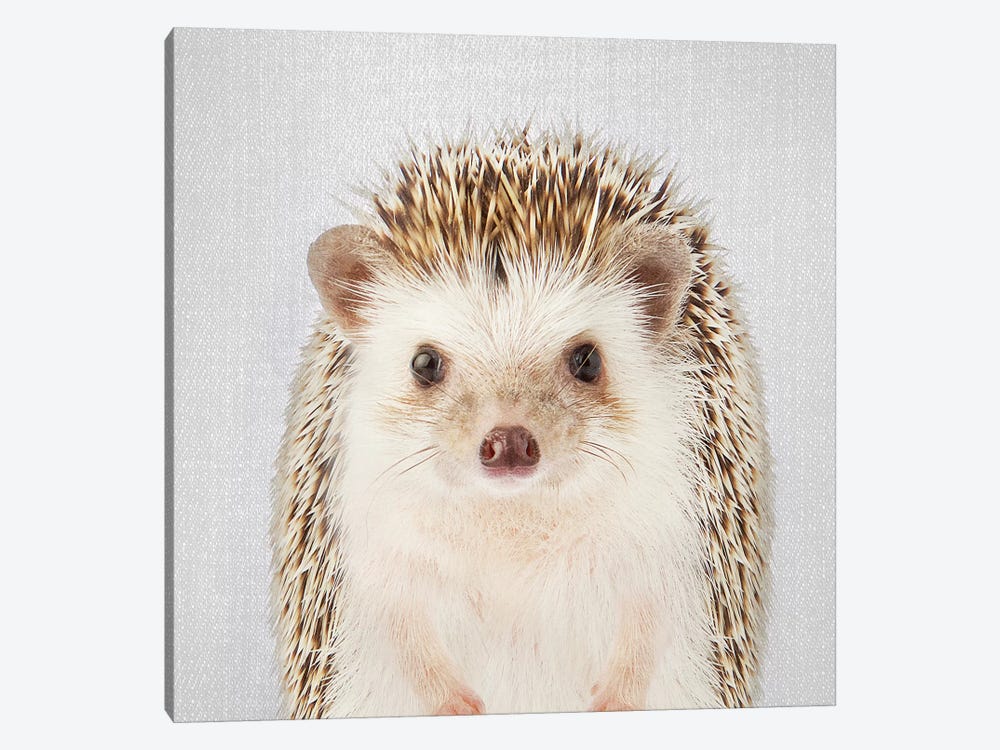 Hedgehog by Gal Design 1-piece Canvas Wall Art