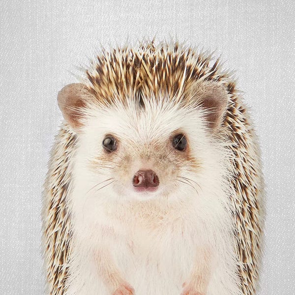 Hedgehogs: Hedgehog by Gal Design