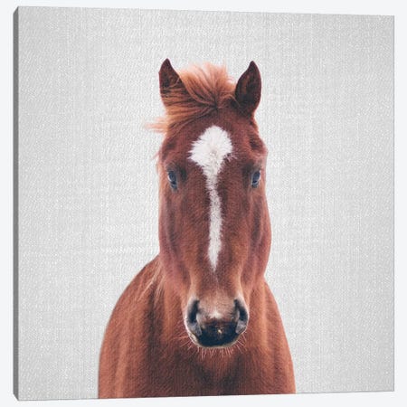 Horse II Canvas Print #GAD33} by Gal Design Canvas Art Print