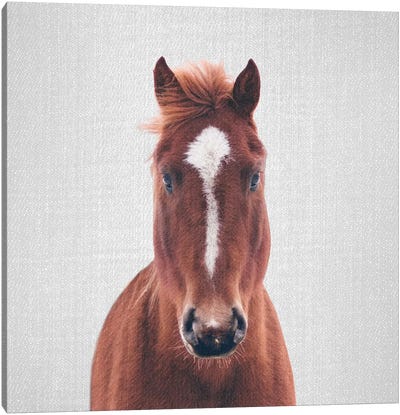 Horse II Canvas Art Print - Gal Design