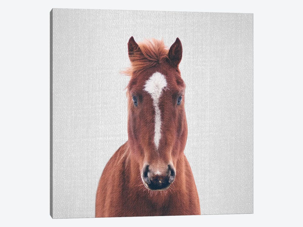 Horse II by Gal Design 1-piece Canvas Artwork