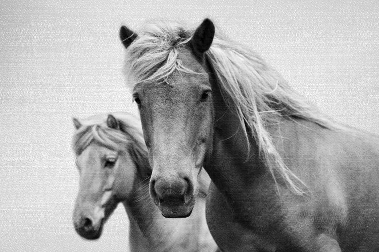 Horses In Black & White by Gal Design wall art