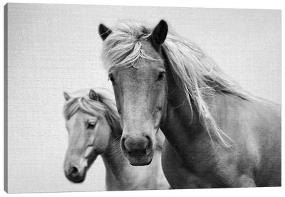 Horses In Black & White Canvas Art Print