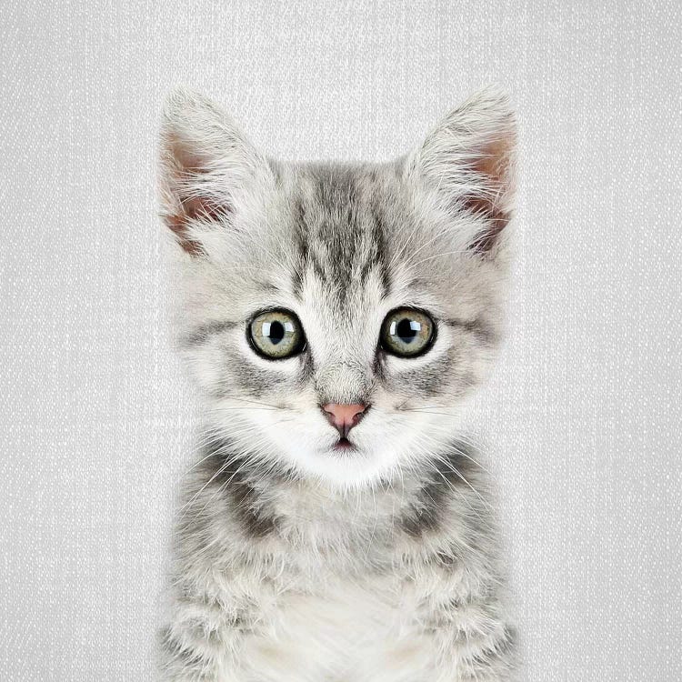 Kitten