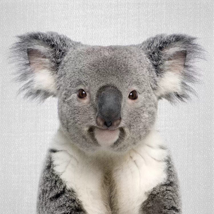 Koala by Gal Design wall art