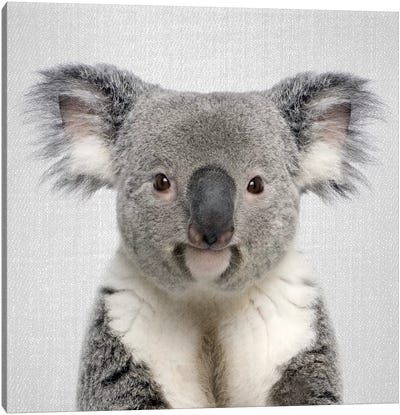 Koala Canvas Art Print - Gal Design