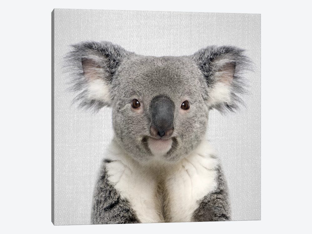Koala by Gal Design 1-piece Canvas Art Print
