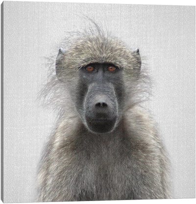 Baboon Canvas Art Print - Primate Art