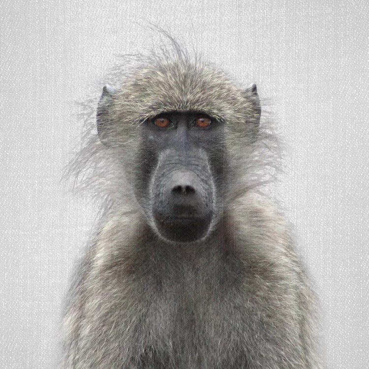 Baboon