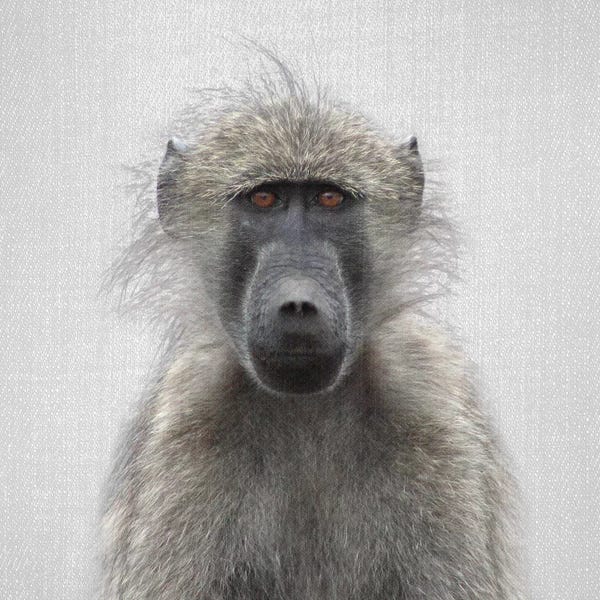 Primates: Baboon by Gal Design