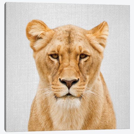 Lioness Canvas Print #GAD40} by Gal Design Canvas Artwork