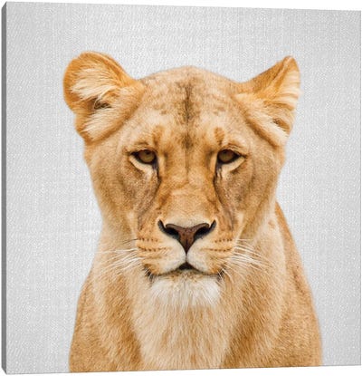 Lioness Canvas Art Print - Lion Art
