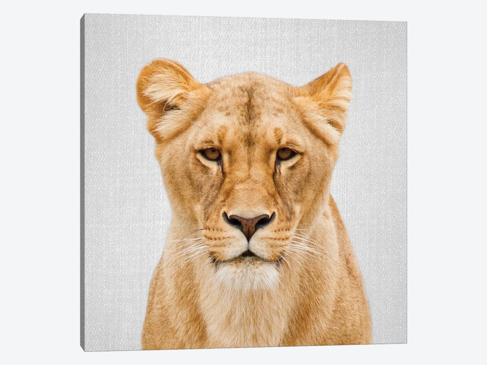 Lioness by Gal Design 1-piece Canvas Art