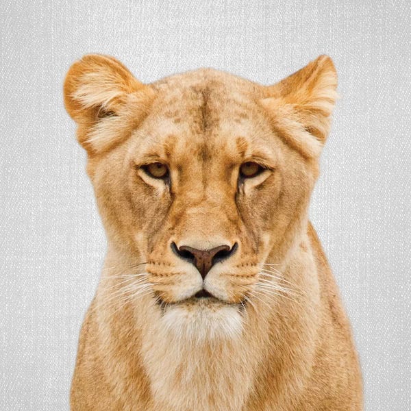 Lions: Lioness by Gal Design