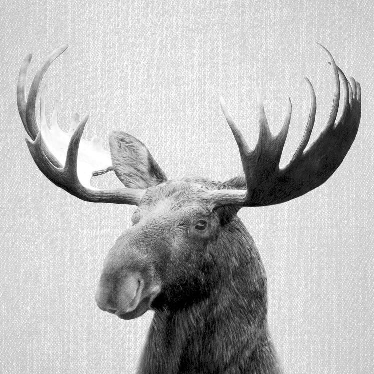 Moose In Black & White by Gal Design wall art