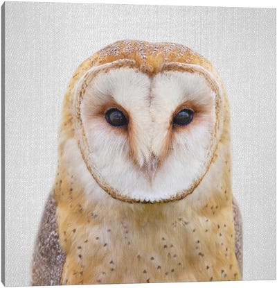 Owl Canvas Art Print - Gal Design