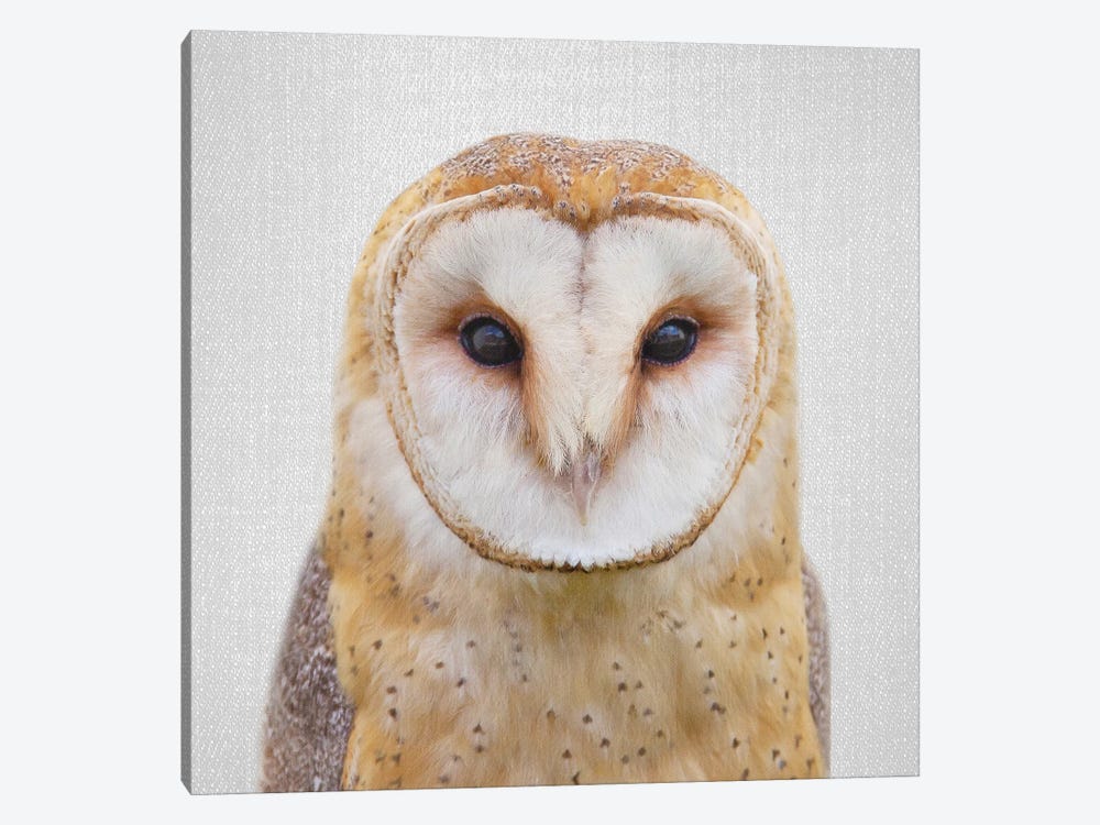 Owl by Gal Design 1-piece Canvas Art Print