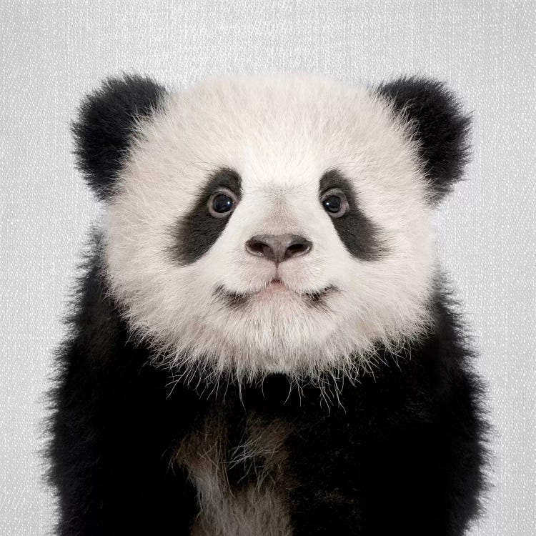 Panda Bear