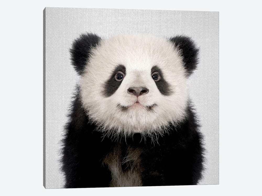 Panda Bear by Gal Design 1-piece Canvas Artwork