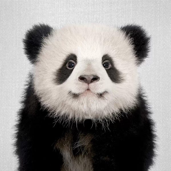Kids Art Boys: Panda Bear by Gal Design