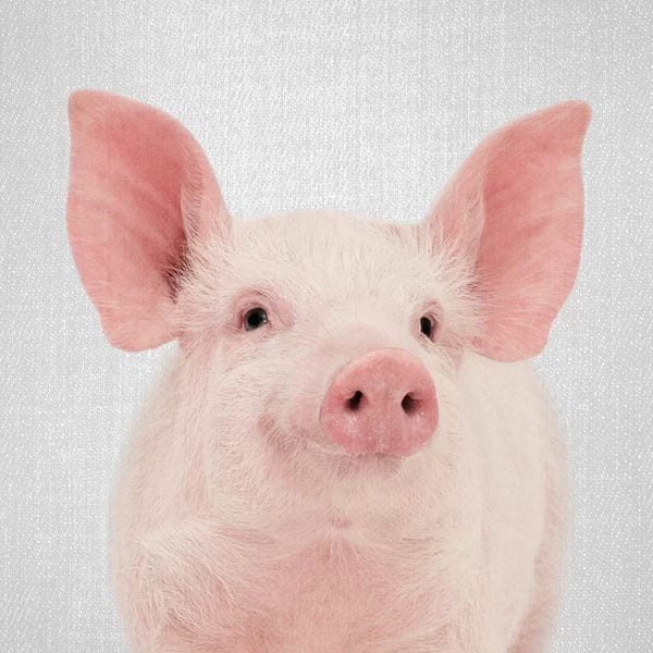 Pigs: Pig by Gal Design