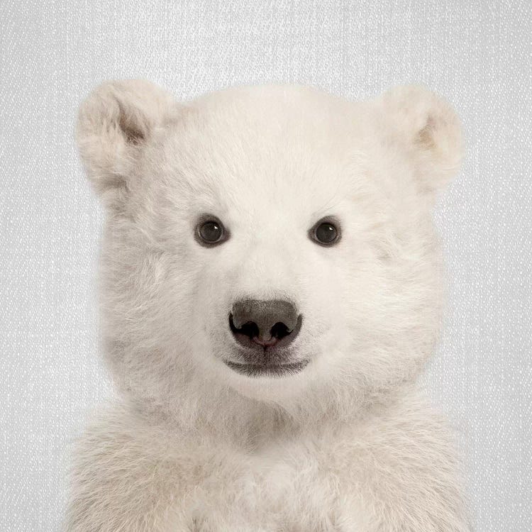 Polar Bear