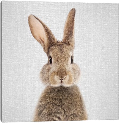 Rabbit Canvas Art Print - Kids Animal Art
