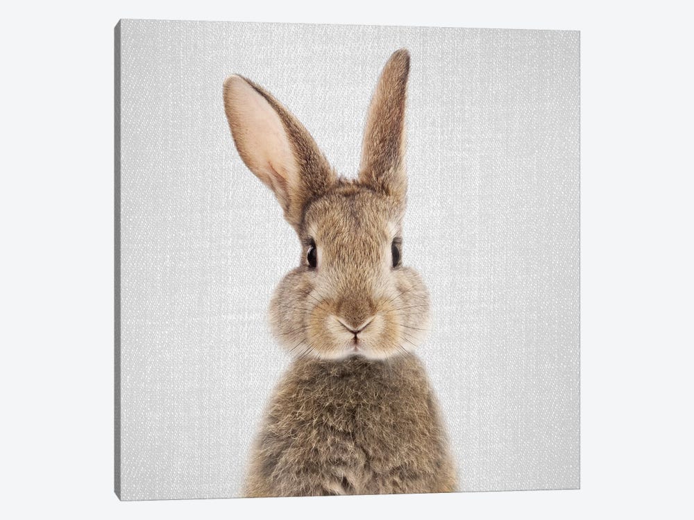 Rabbit 1-piece Canvas Print