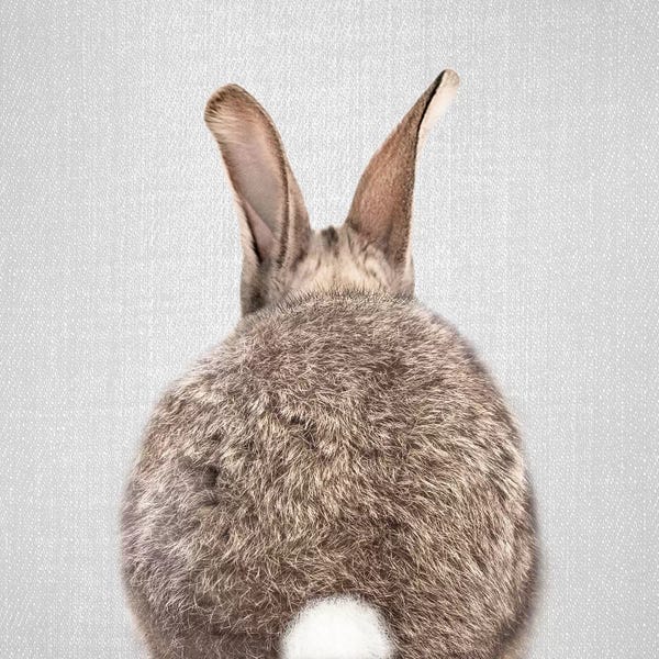 Rabbits: Rabbit Tail by Gal Design
