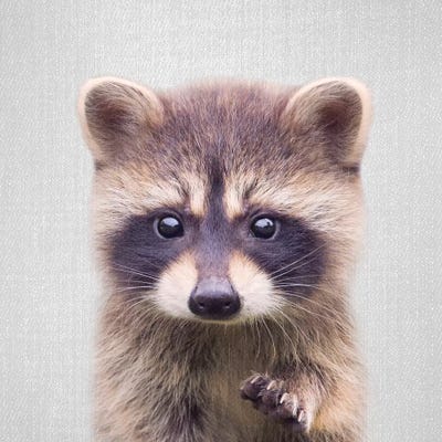 Raccoon by Gal Design canvas print