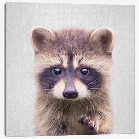 Raccoon Canvas Print #GAD52} by Gal Design Canvas Print