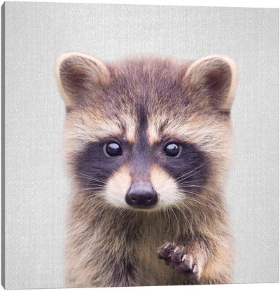 Raccoon Canvas Art Print - Gal Design